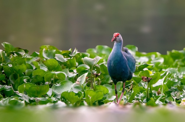 Un bel ritratto di uno swamphen dalla testa grigia