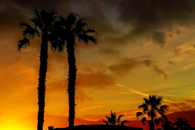 Un bel tramonto con i colori arancioni e gialli nel cielo le montagne e le palme in silhouette in lontananza Arizona.