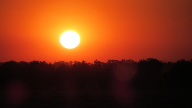 Un bel tramonto sullo sfondo della foresta serale.