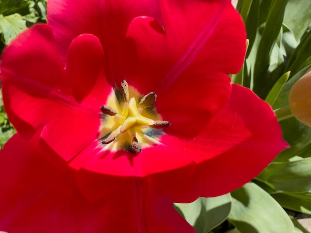 Un bel tulipano rosso aperto al sole