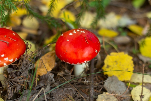 Un bellissimo agarico di mosca rosso cresce nella foresta. Funghi velenosi.