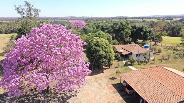 un bellissimo albero a fiori nel ranch