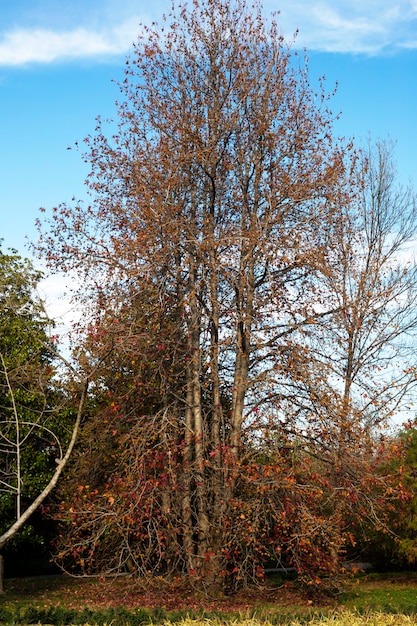 Un bellissimo albero di acero rosso giapponese in una soleggiata giornata autunnale. foglie d'acero caddero a terra intorno all'albero, ottobre, la natura appassisce