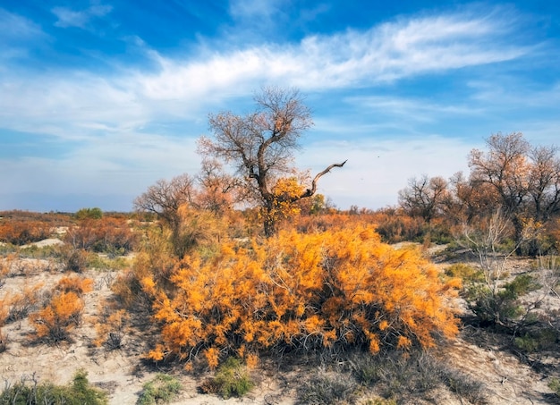 Un bellissimo albero di Turanga con foglie gialle cresce da un cespuglio di Saxaul