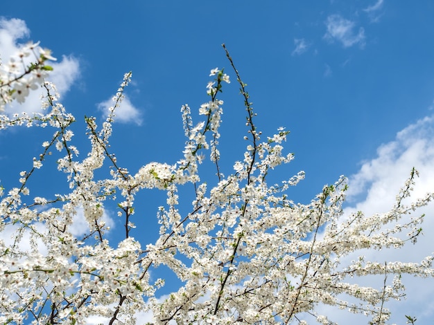 Un bellissimo albero in fiore Chiudi le porte senza gente