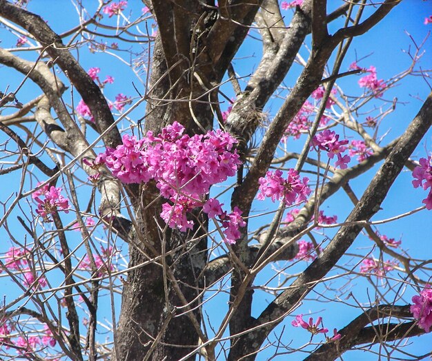 un bellissimo albero rosa in mezzo a una strada con un cielo blu sullo sfondo