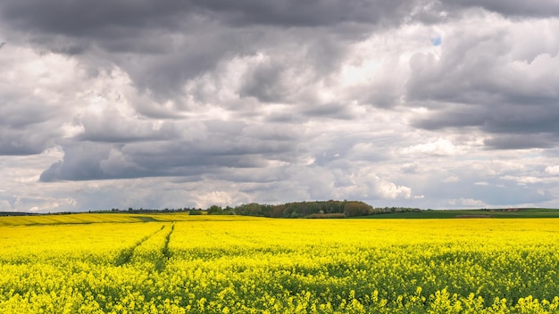 Un bellissimo campo di colza in fiore sullo sfondo di nuvole Tracce di macchine agricole su ruote su un campo di colza Carta da parati paesaggio rurale