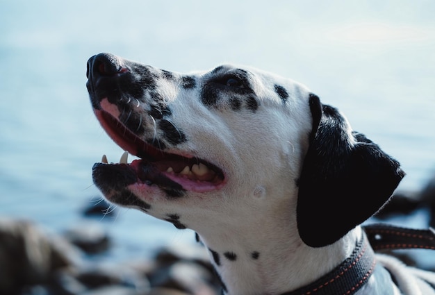 Un bellissimo cane di razza guarda il suo proprietario con occhi amorevoli e devoti