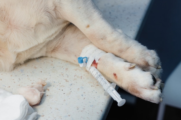 Un bellissimo cane di razza viene sottoposto a pulizia dentale e procedure dentistiche in una moderna clinica veterinaria.