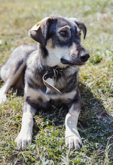 Un bellissimo cane di strada grigio con gli occhi tristi. Adorabile cane senza razza. Lo sguardo fedele e leale o
