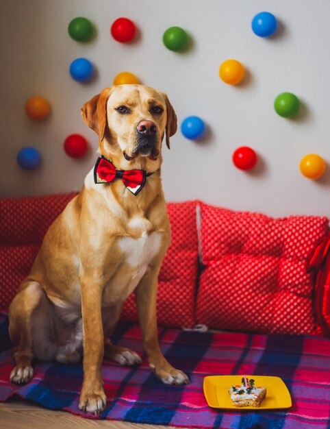 Un bellissimo cane labrador con torta e palloncini