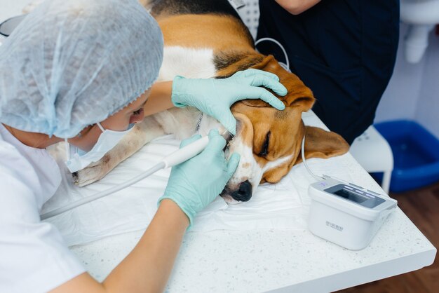 Un bellissimo cane purosangue riceve la pulizia dentale e le procedure dentali in una moderna clinica veterinaria.