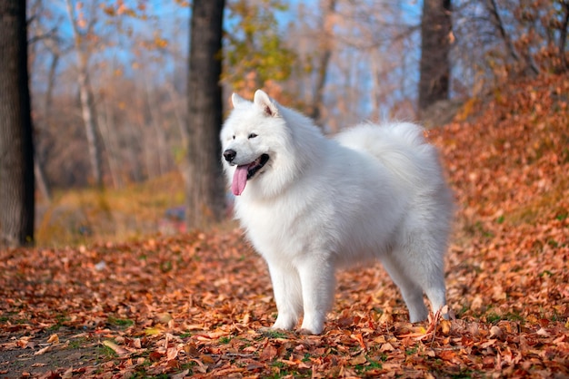 Un bellissimo cane Samoiedo bianco nella foresta autunnale