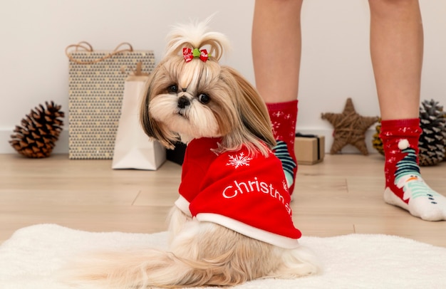 Un bellissimo cane Shih Tzu che indossa un maglione rosso di Natale