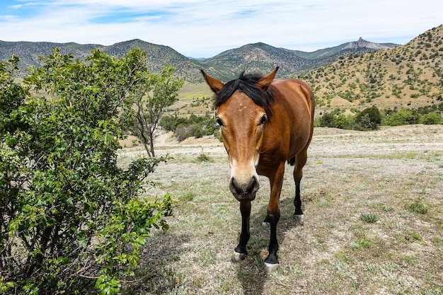 Un bellissimo cavallo giovane vicino alla montagna KaraDag Crimea Russia 2021