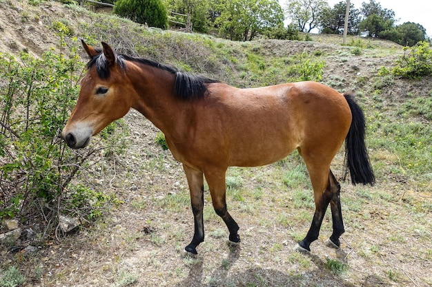 Un bellissimo cavallo giovane vicino alla montagna KaraDag Crimea Russia 2021