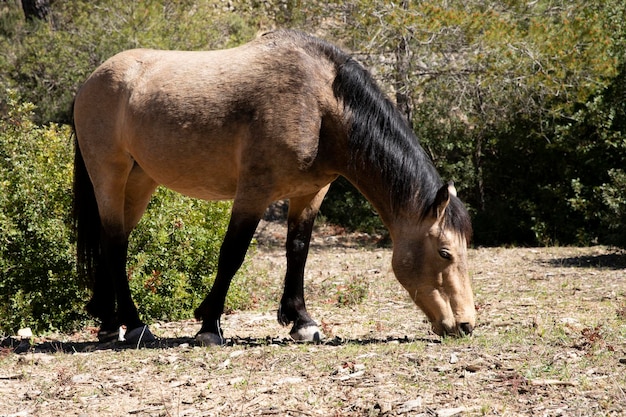 Un bellissimo cavallo marrone chiaro con calze scure pascola in natura