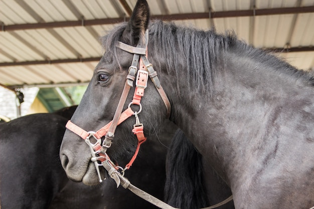 Un bellissimo cavallo nero in una stalla