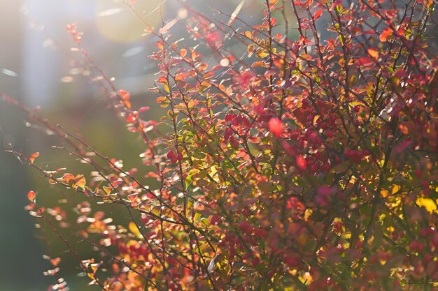 Un bellissimo cespuglio autunnale con fogliame ingiallito nella luce di sfondo Foco selettivo