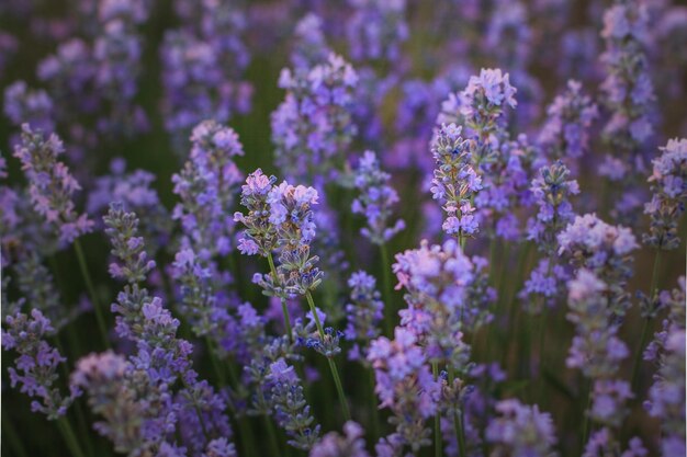 Un bellissimo cespuglio di lavanda in fiore primo piano