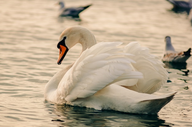 Un bellissimo cigno bianco in acqua