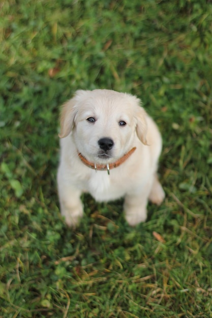 Un bellissimo cucciolo di labrador seduto sull'erba e che guarda la telecamera