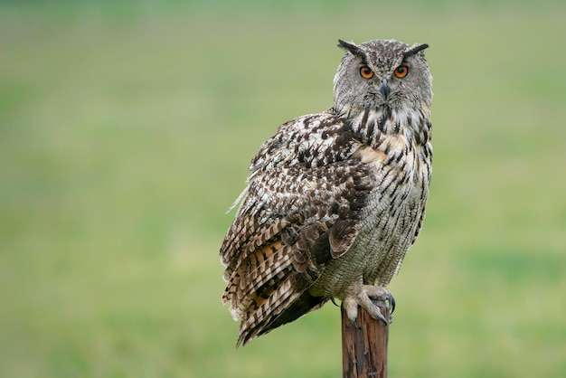 Un bellissimo, enorme gufo reale europeo (Bubo bubo) seduto su un palo da recinzione