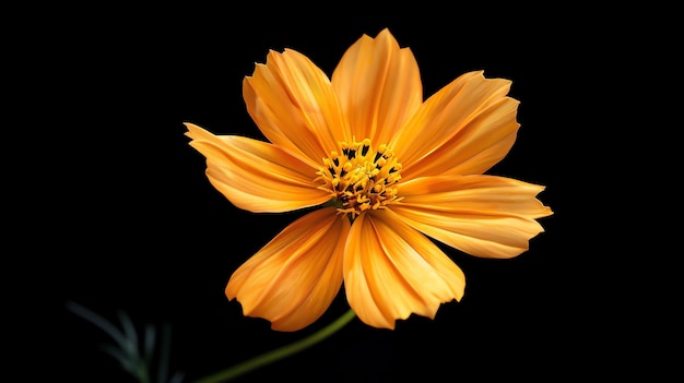 Un bellissimo fiore arancione in piena fioritura su uno sfondo nero Il fiore è rivolto verso lo spettatore e i suoi petali sono delicati e dettagliati
