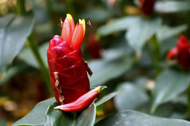 È un bellissimo fiore colorato.