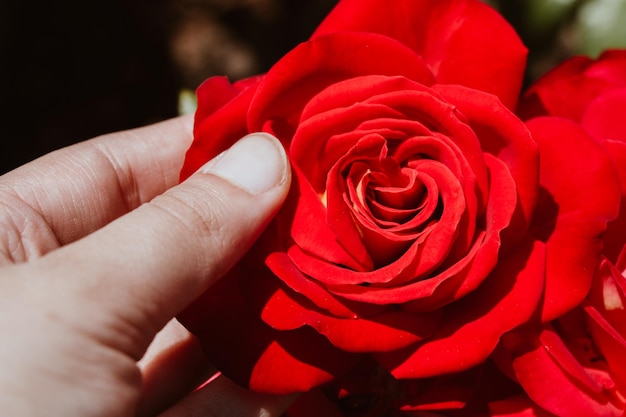 Un bellissimo fiore di rosa colorato in mano