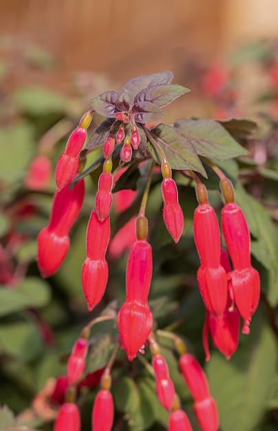 Un bellissimo fiore fucsia con la luce