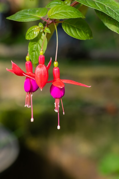 Un bellissimo fiore fucsia con la luce