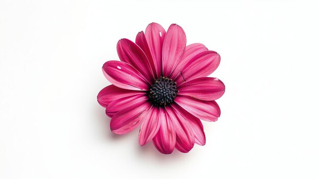 Un bellissimo fiore in piena fioritura su uno sfondo bianco I petali sono di colore rosa intenso e il centro del fiore è di colore viola intenso