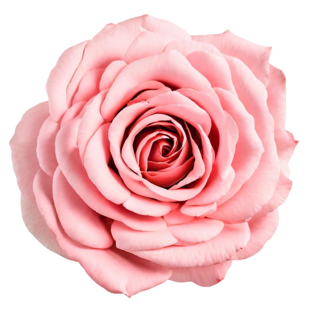 Un bellissimo fiore rosa isolato su uno sfondo bianco
