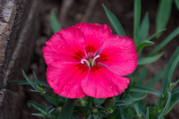 Un bellissimo fiore rosa rivelava delicati petali