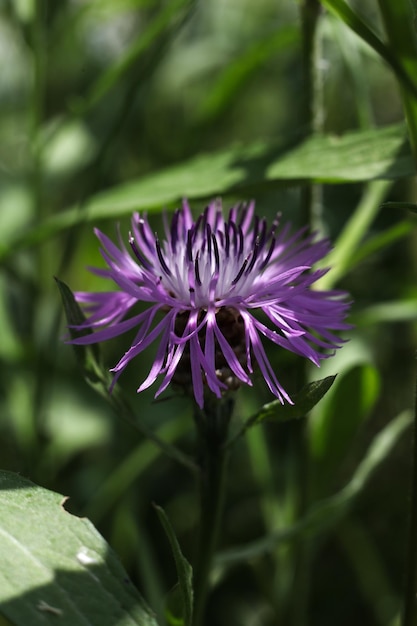 un bellissimo fiore selvaggio viola nell'erba verde