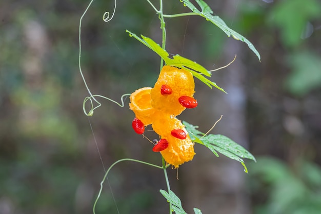 Un bellissimo fiore selvatico