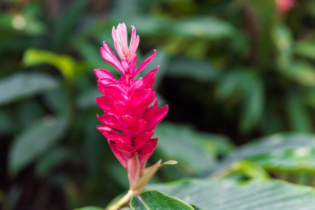 Un bellissimo fiore tropicale rosso zenzero