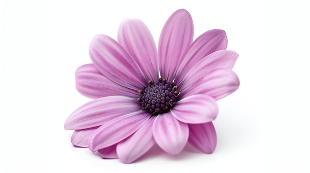 Un bellissimo fiore viola Osteospermum isolato su uno sfondo bianco Il fiore ha un centro viola scuro con petali viola chiaro