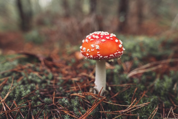 Un bellissimo fungo amanita maculato rosso cresce nella foresta autunnale