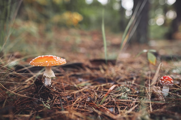 Un bellissimo fungo amanita maculato rosso cresce nella foresta autunnale