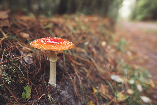 Un bellissimo fungo amanita maculato rosso cresce nella foresta autunnale