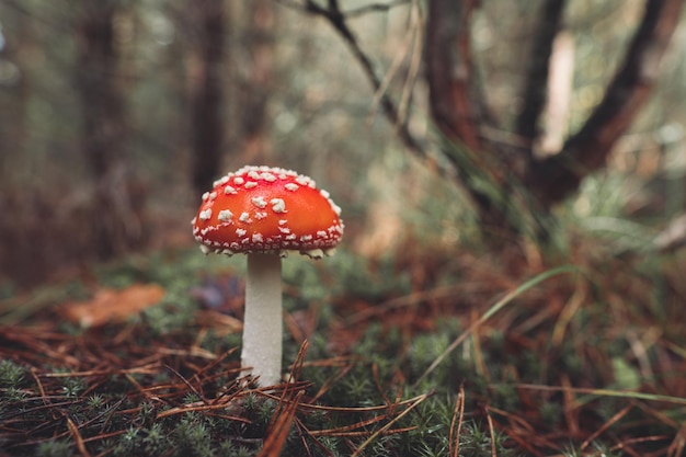 Un bellissimo fungo amanita maculato rosso cresce nella foresta autunnale