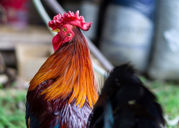 Un bellissimo gallo sul campo verde