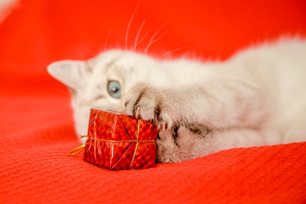 Un bellissimo gattino bianco di razza britannica giace su una coperta rossa e tiene tra le zampe una scatola regalo