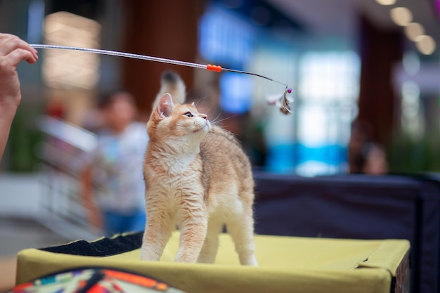 Un bellissimo gattino della razza britannica viene presentato alla mostra felina