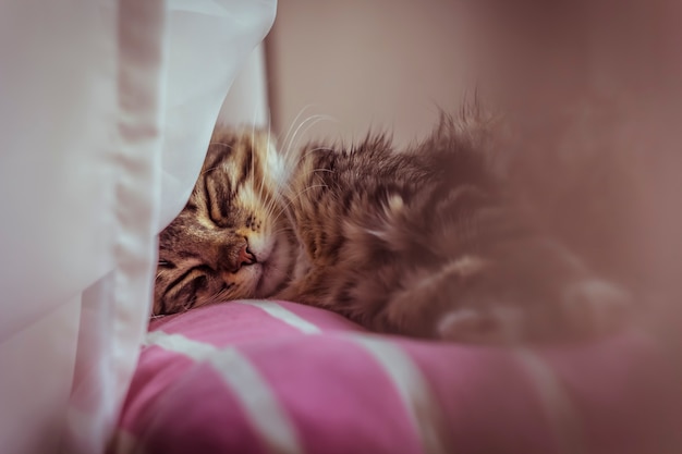 Un bellissimo gattino grigio sta dormendo sul davanzale della finestra.