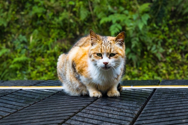 Un bellissimo gatto bianco e giallo su un binario ferroviario del Parco Nazionale di Alishan a Taiwan