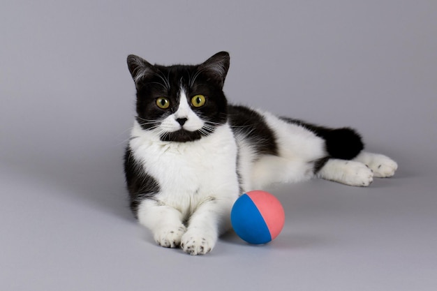 Un bellissimo gatto bianco e nero è sdraiato su un fianco e accanto ad esso è sdraiata una pallina multicolore a strisce