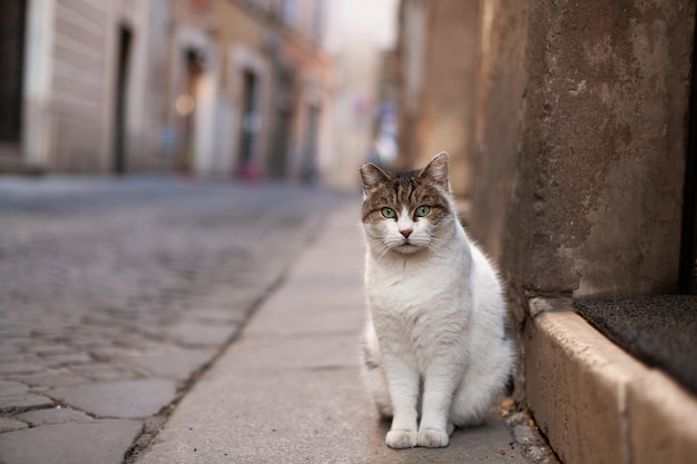 Un bellissimo gatto cammina per le strade della città